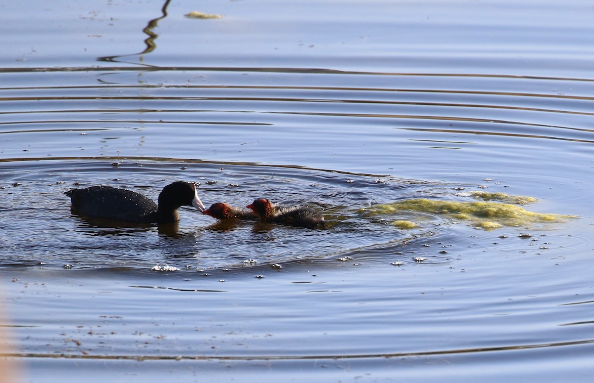 American Coot - maggie peretto