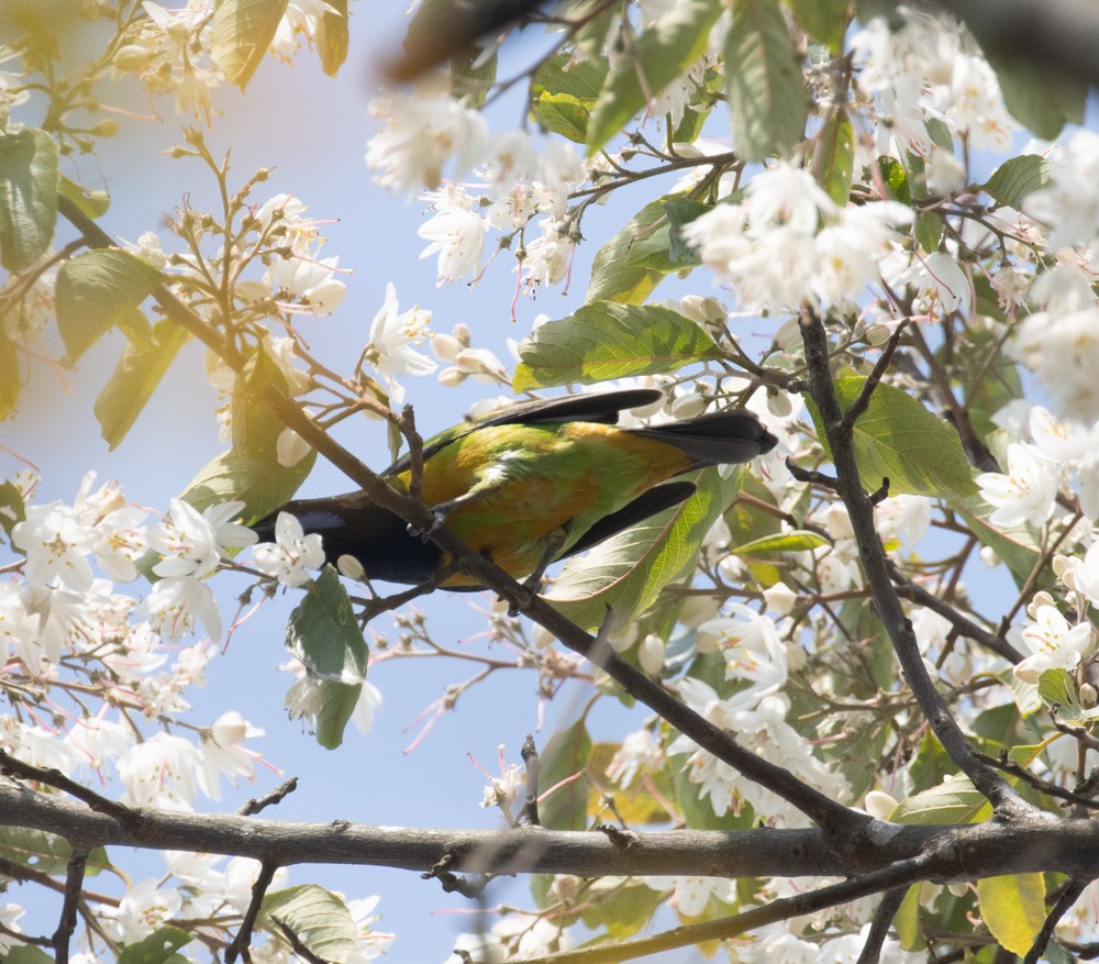 Orange-bellied Leafbird - Lindy Fung