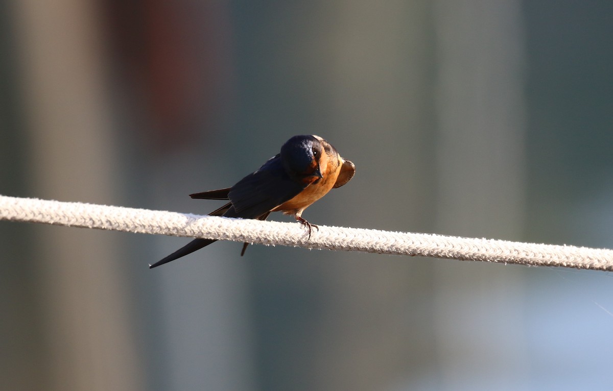 Barn Swallow - maggie peretto