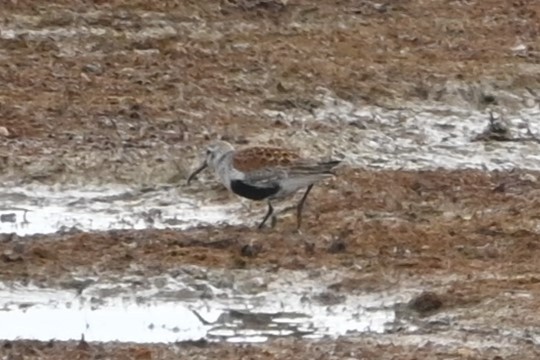 Dunlin - ML619213202