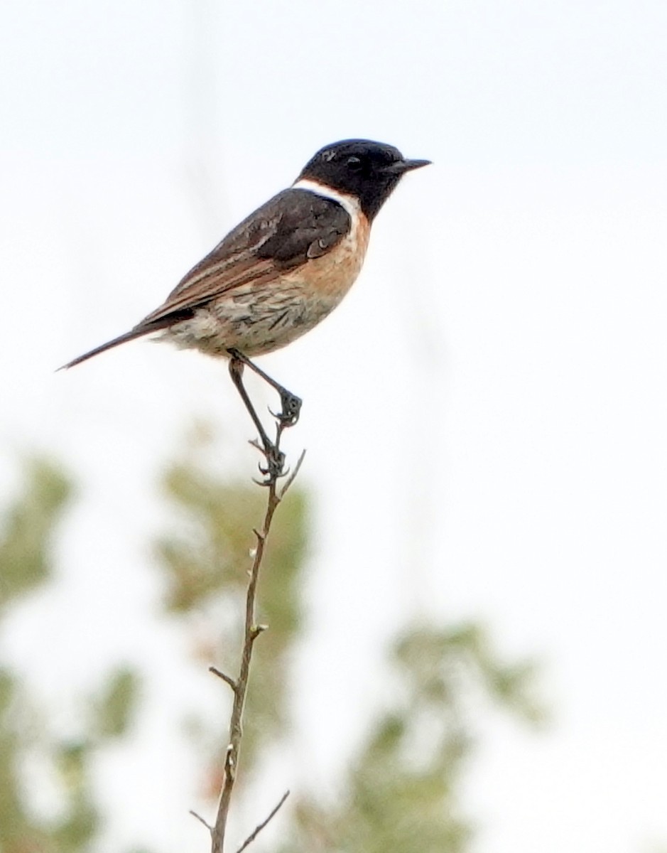 European Stonechat - Diane Drobka