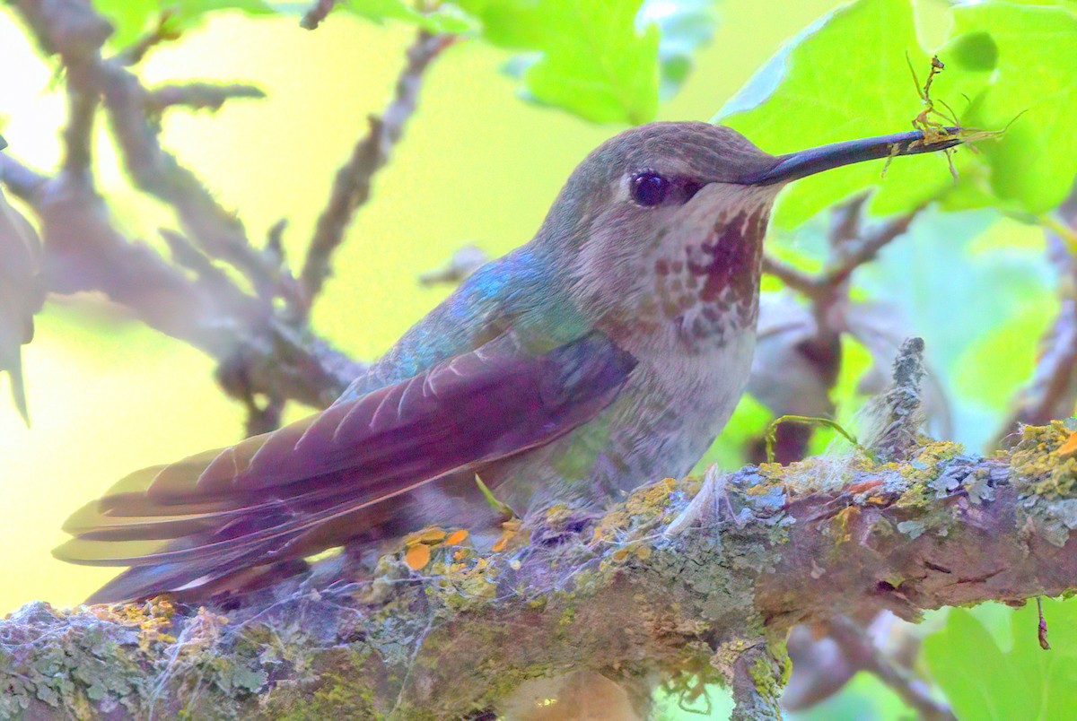 Anna's Hummingbird - Richard Brown