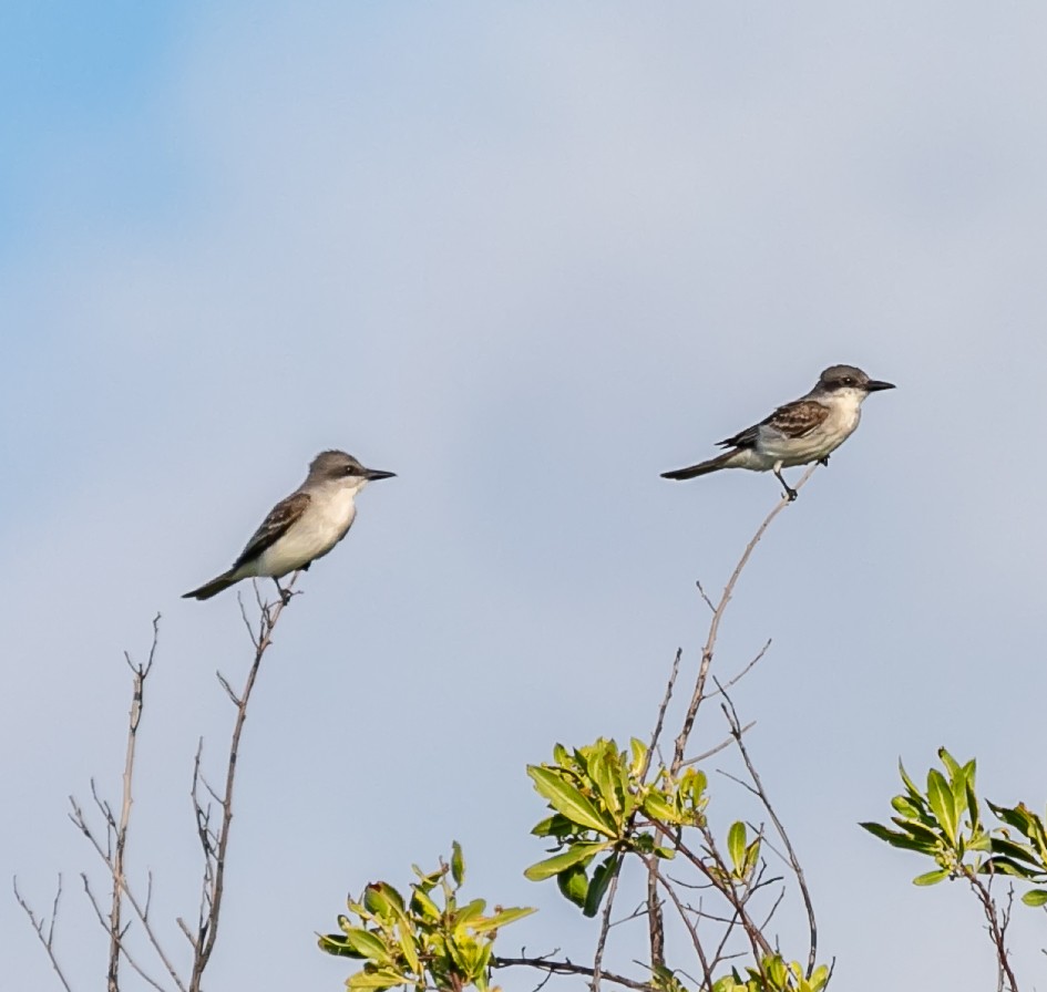 Gray Kingbird - Damon Haan