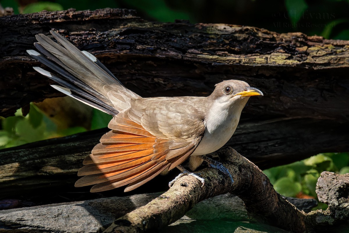 Yellow-billed Cuckoo - Christina Evans