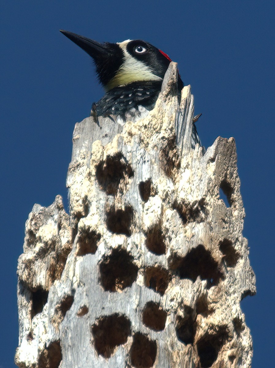 Acorn Woodpecker - Richard Brown