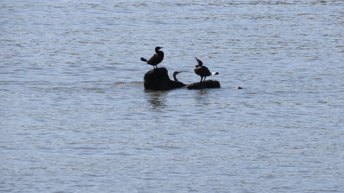 Great Cormorant - YUKIKO ISHIKAWA