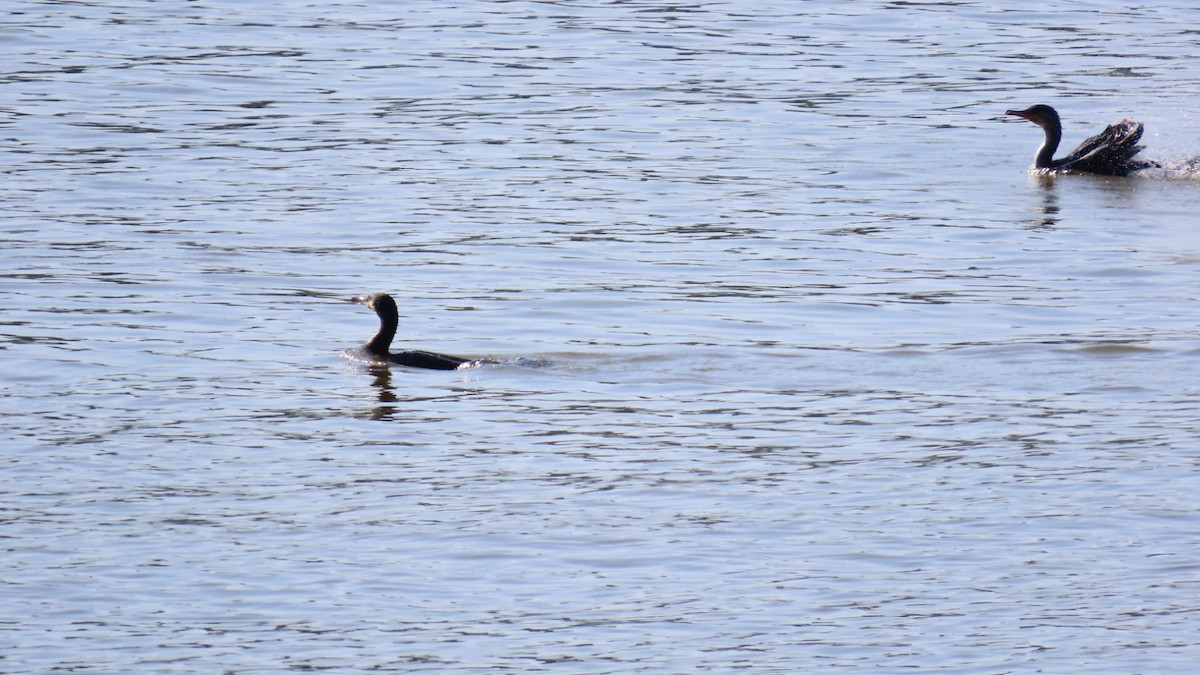 Great Cormorant - YUKIKO ISHIKAWA