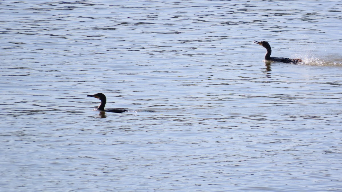 Great Cormorant - YUKIKO ISHIKAWA