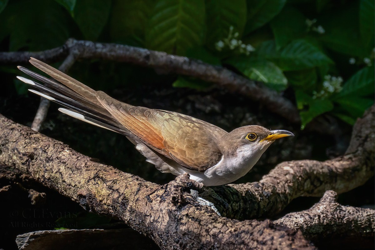 Yellow-billed Cuckoo - Christina Evans