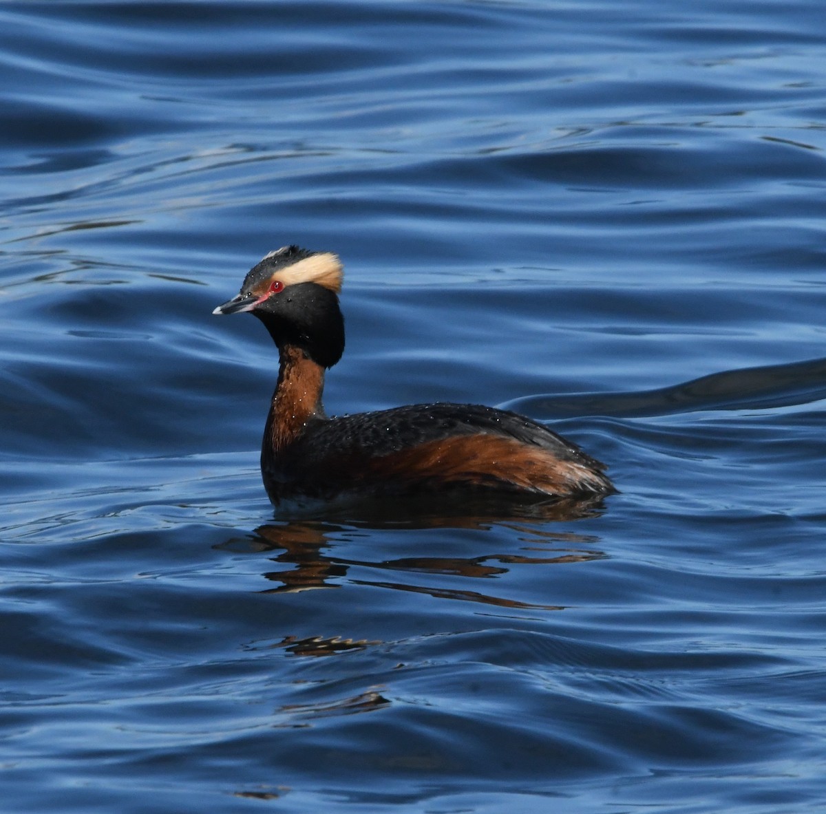 Horned Grebe - Nick Rothman