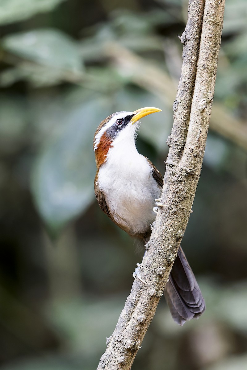 White-browed Scimitar-Babbler - ML619213252