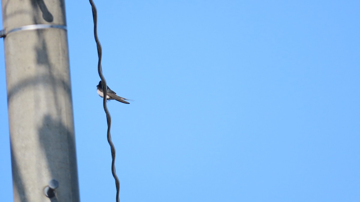 Barn Swallow - YUKIKO ISHIKAWA