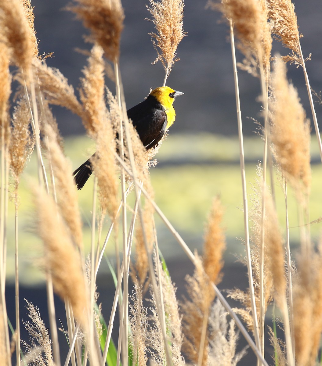 Yellow-headed Blackbird - maggie peretto