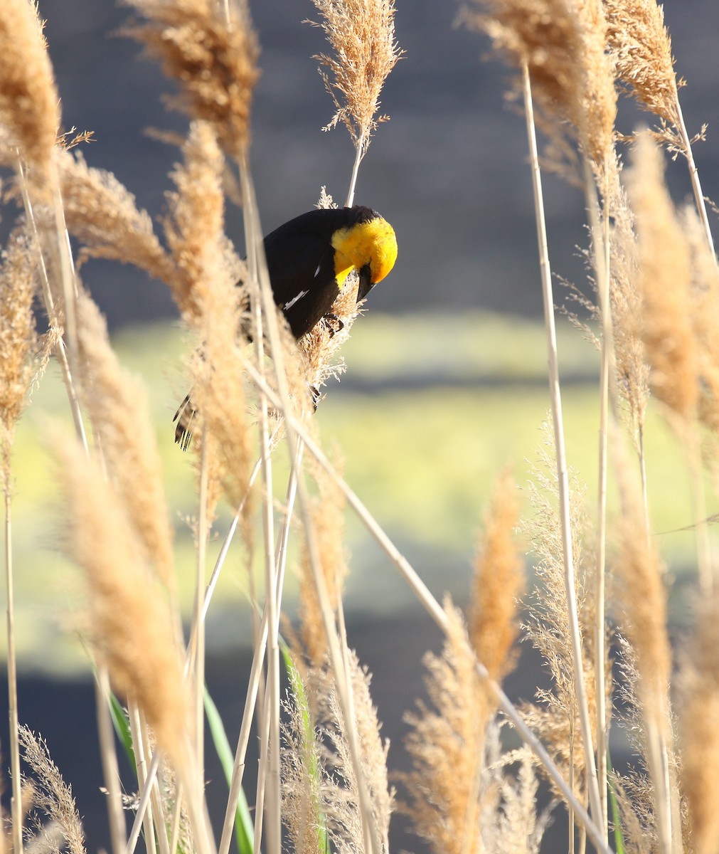 Yellow-headed Blackbird - maggie peretto