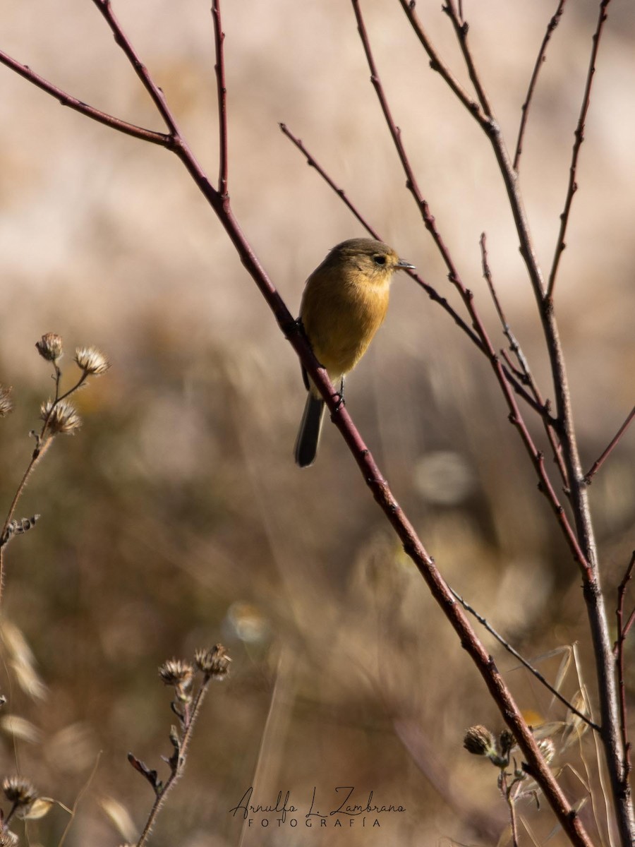 Buff-breasted Flycatcher - Arnulfo López