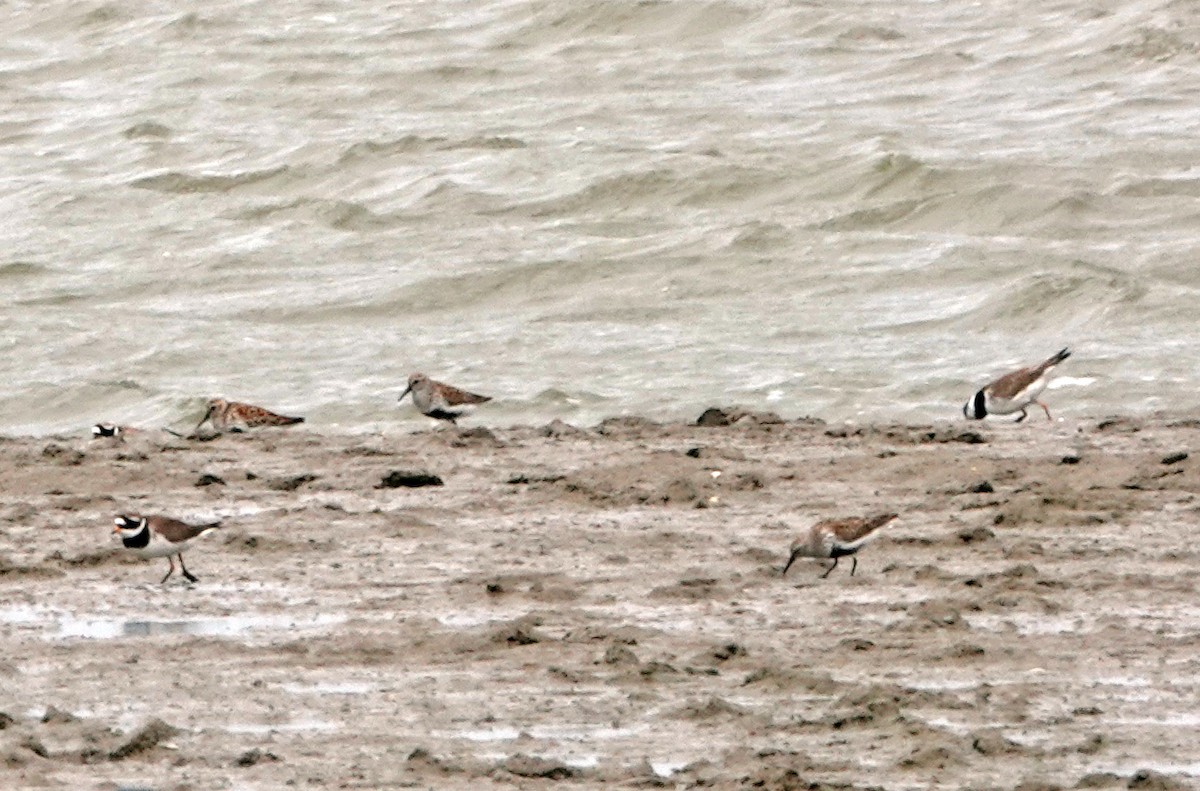 Common Ringed Plover - Diane Drobka