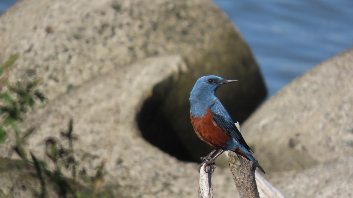 Blue Rock-Thrush - YUKIKO ISHIKAWA