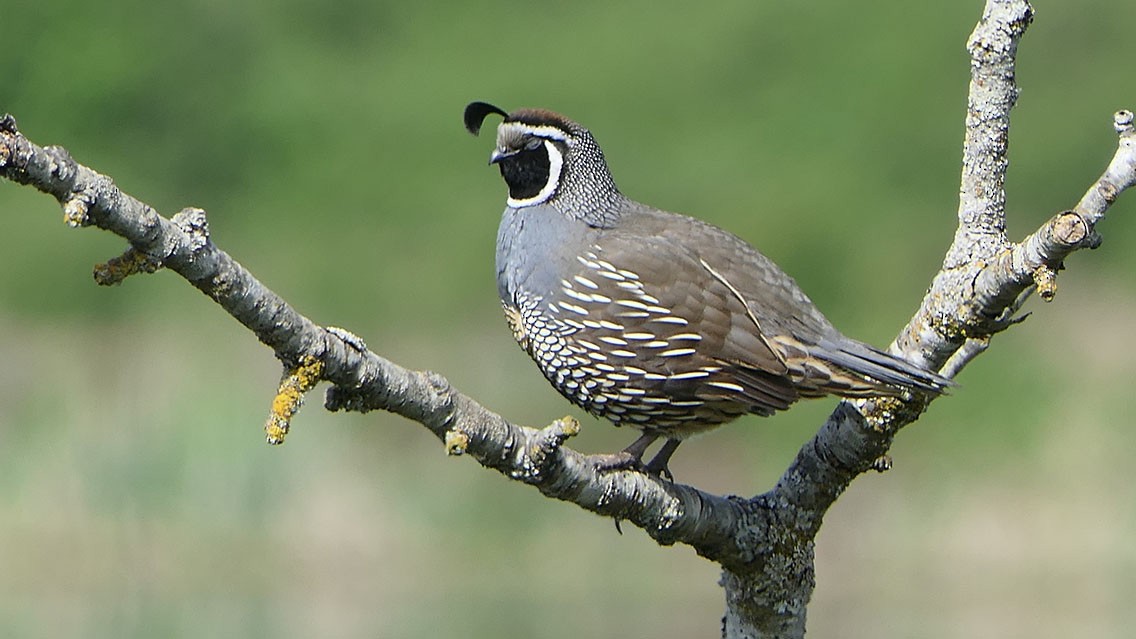 California Quail - Daniel Bastaja