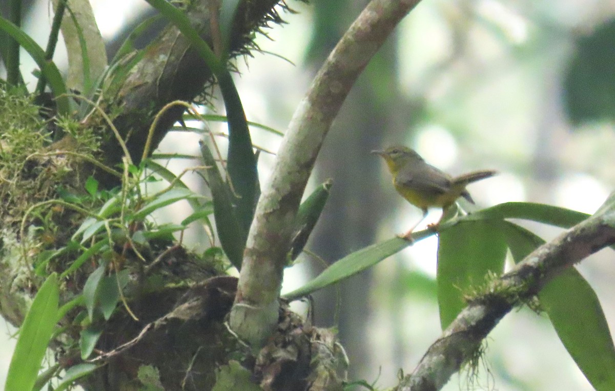 Golden-crowned Warbler - Oliver  Komar