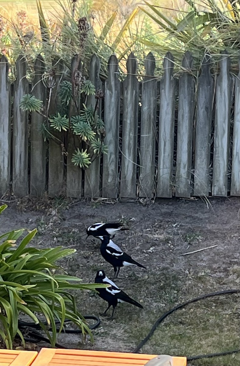 Australian Magpie - Brett Curry