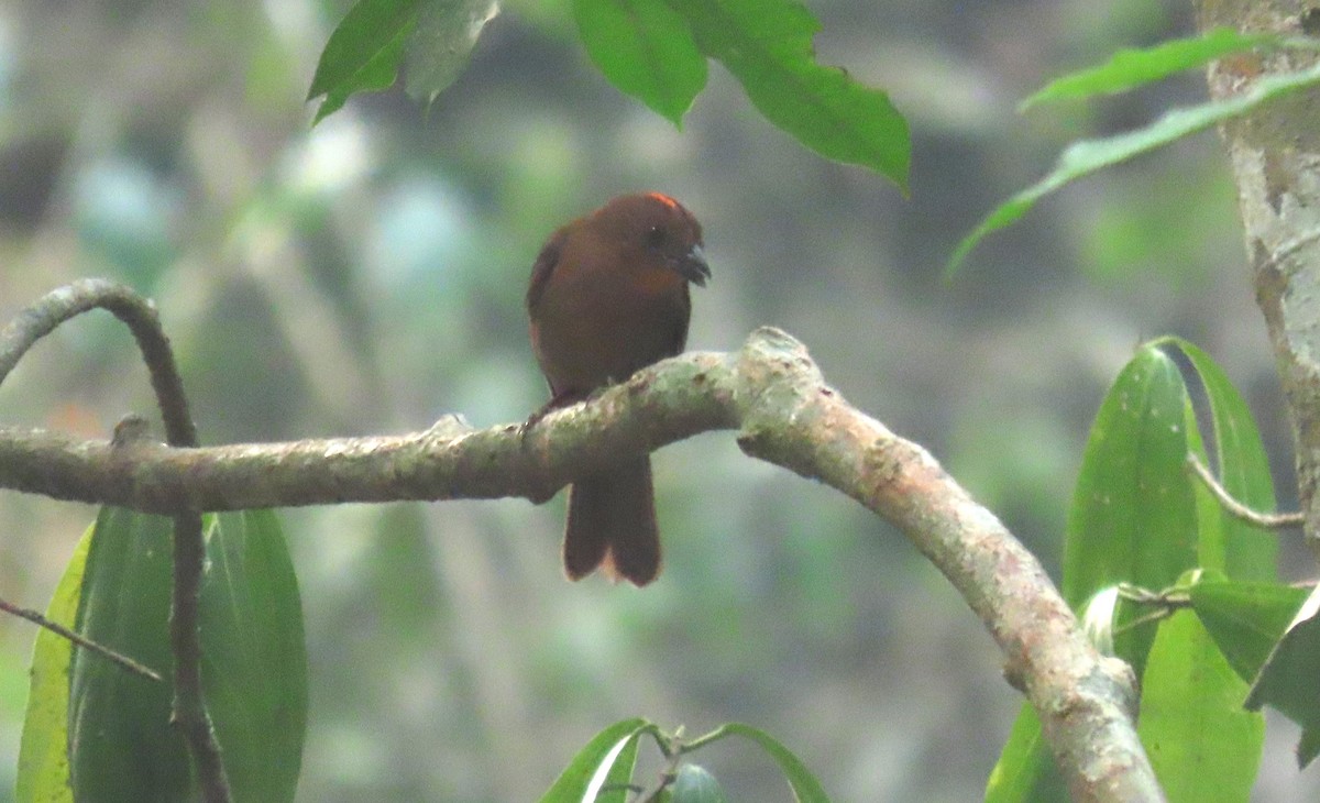 Red-crowned Ant-Tanager - Oliver  Komar