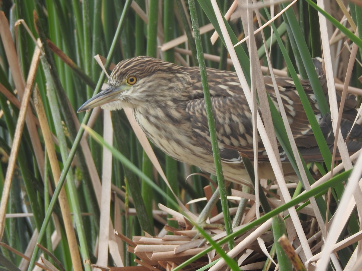 Black-crowned Night Heron - Layton Pace