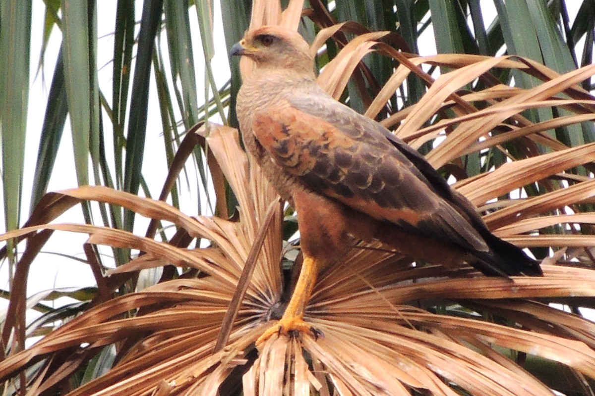 Savanna Hawk - Licinio Garrido Hoyos