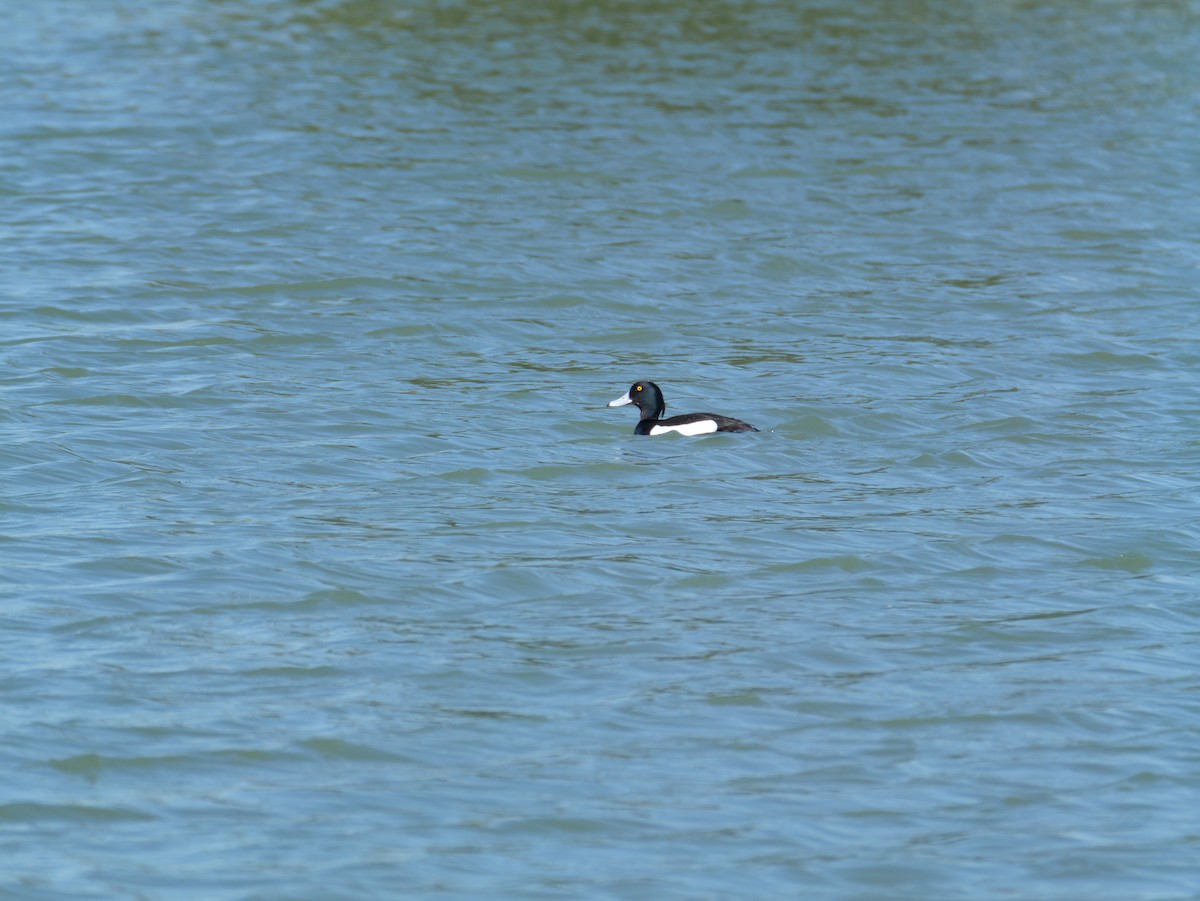 Tufted Duck - ML619213347