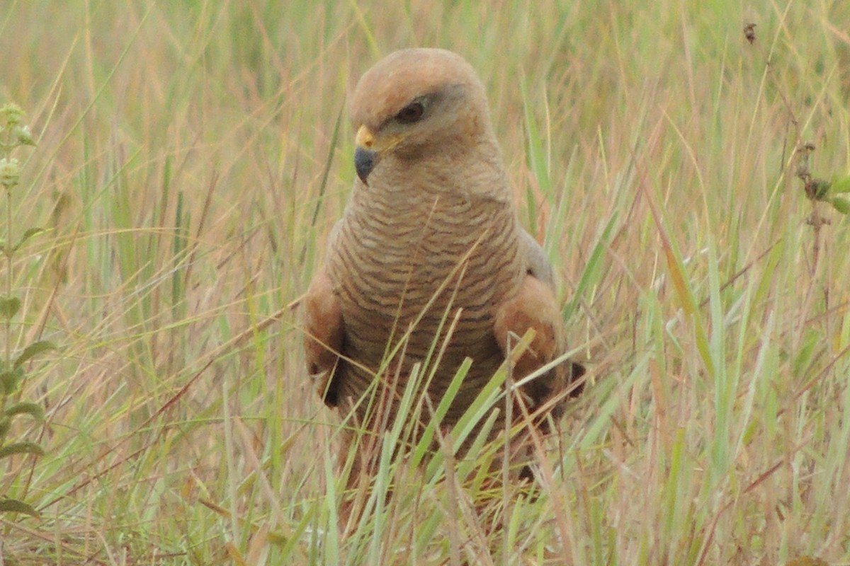 Savanna Hawk - Licinio Garrido Hoyos