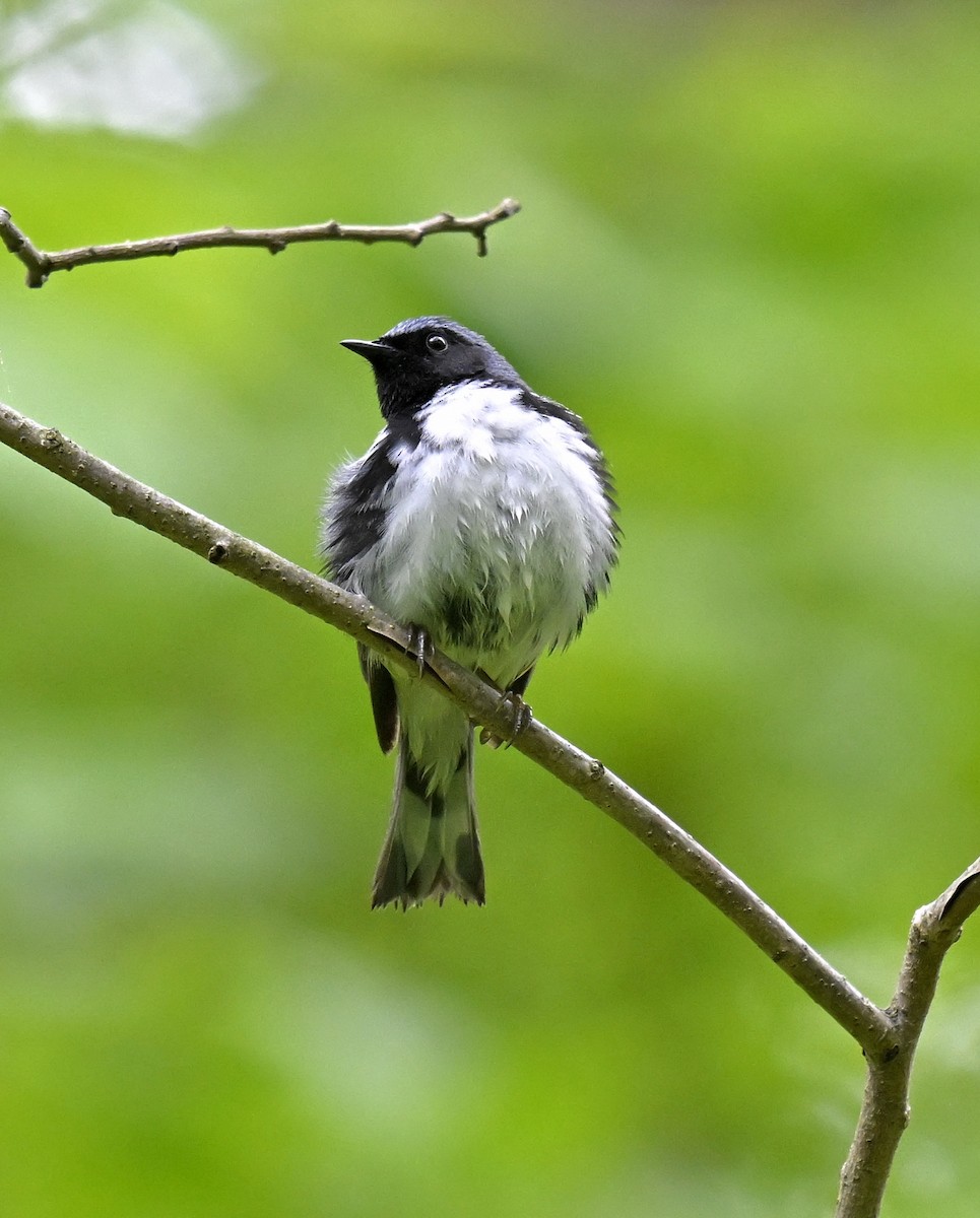 Black-throated Blue Warbler - Eric Titcomb