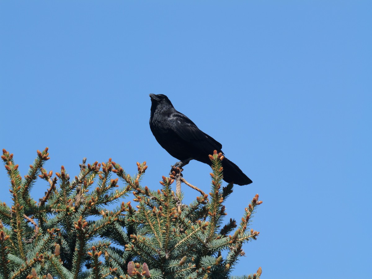 Large-billed Crow - ML619213351