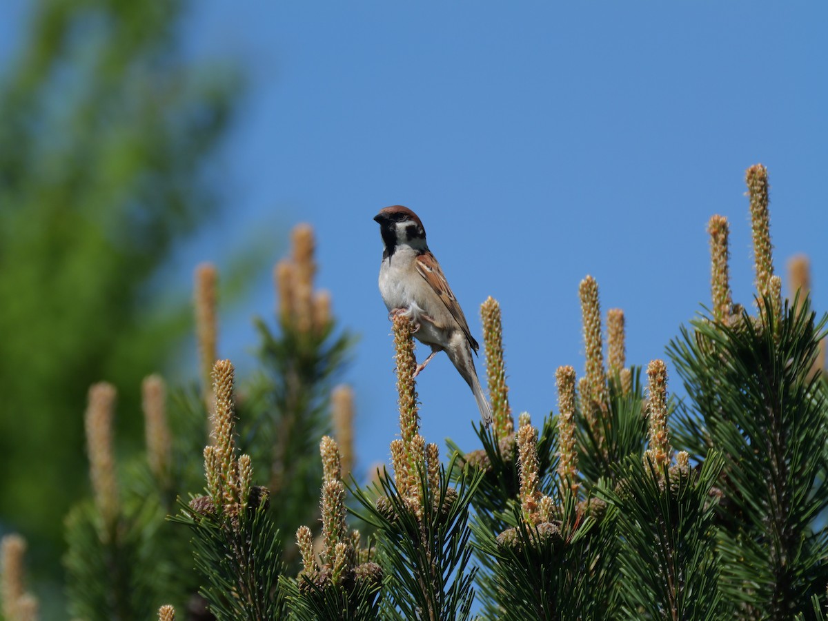 Eurasian Tree Sparrow - ML619213353