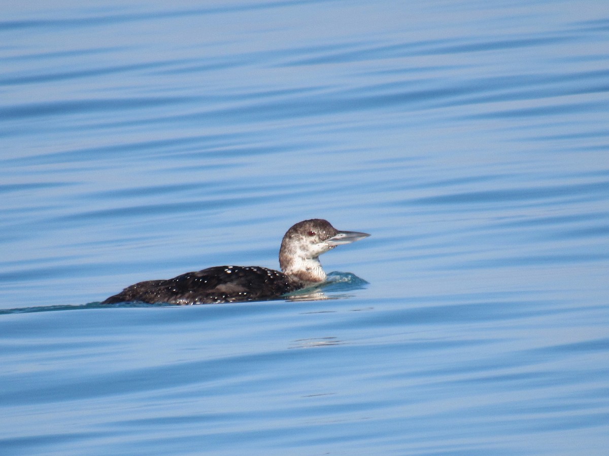 Plongeon huard - ML619213367