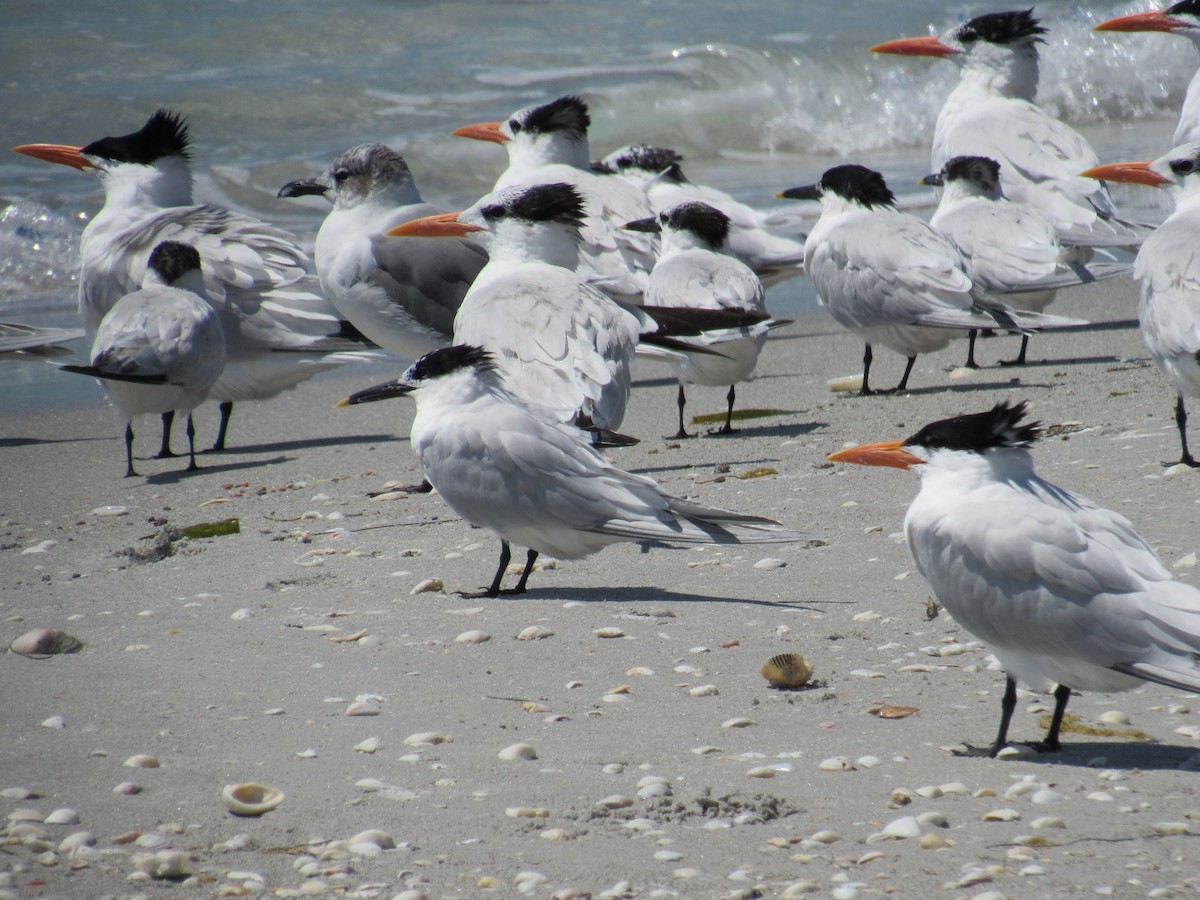 Sandwich Tern - ML619213369