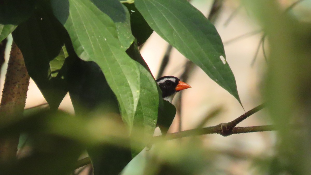 Orange-billed Sparrow - Oliver  Komar