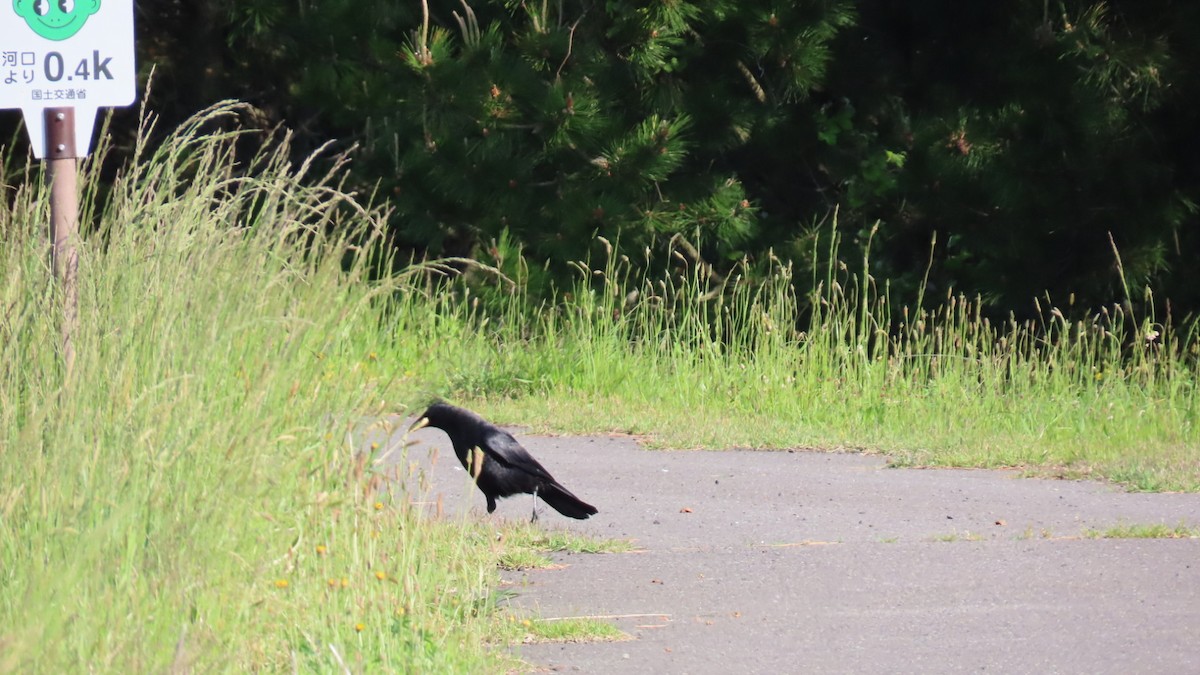 Carrion Crow - YUKIKO ISHIKAWA