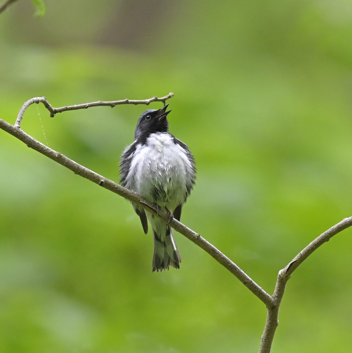 Black-throated Blue Warbler - Eric Titcomb