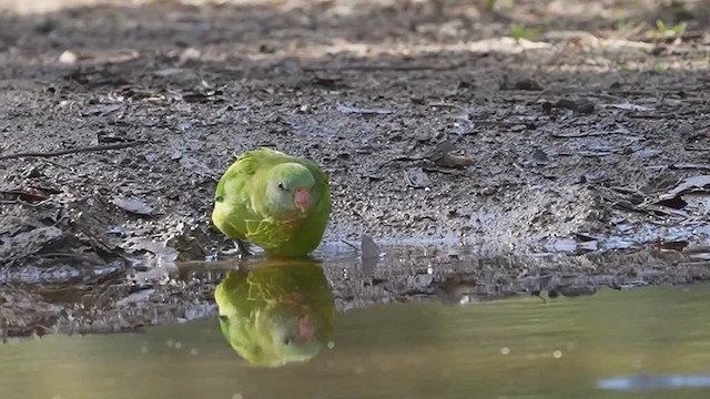 Superb Parrot - ML619213374