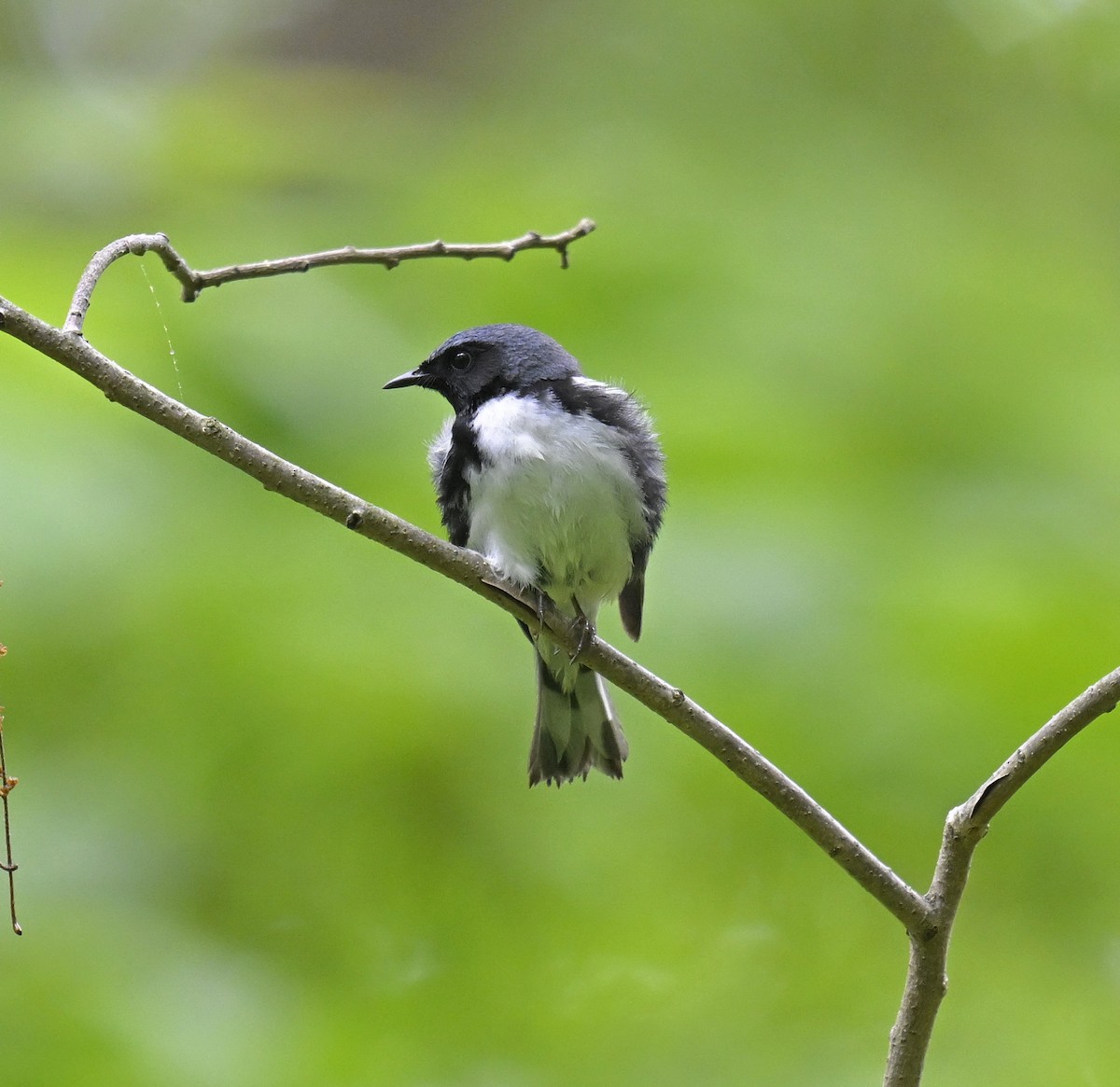 Black-throated Blue Warbler - ML619213375