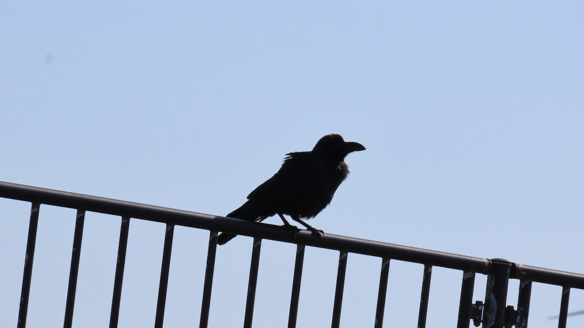 Large-billed Crow - YUKIKO ISHIKAWA