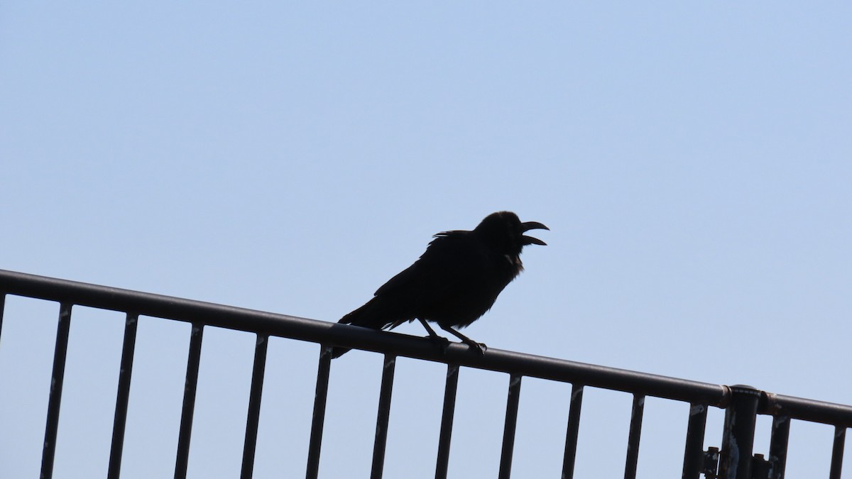 Large-billed Crow - YUKIKO ISHIKAWA