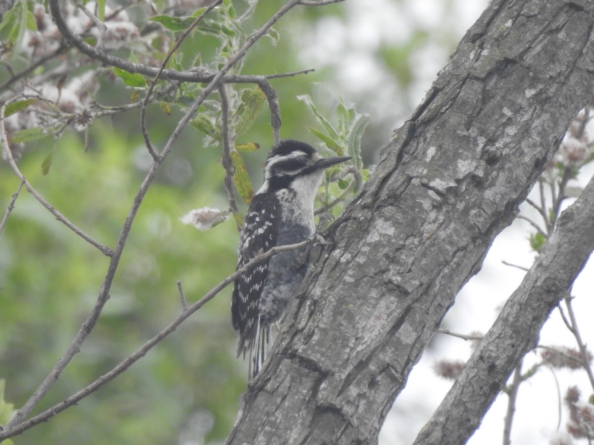 Nuttall's Woodpecker - Layton Pace