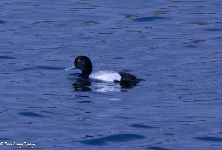 Lesser Scaup - Pooi Seong Koong