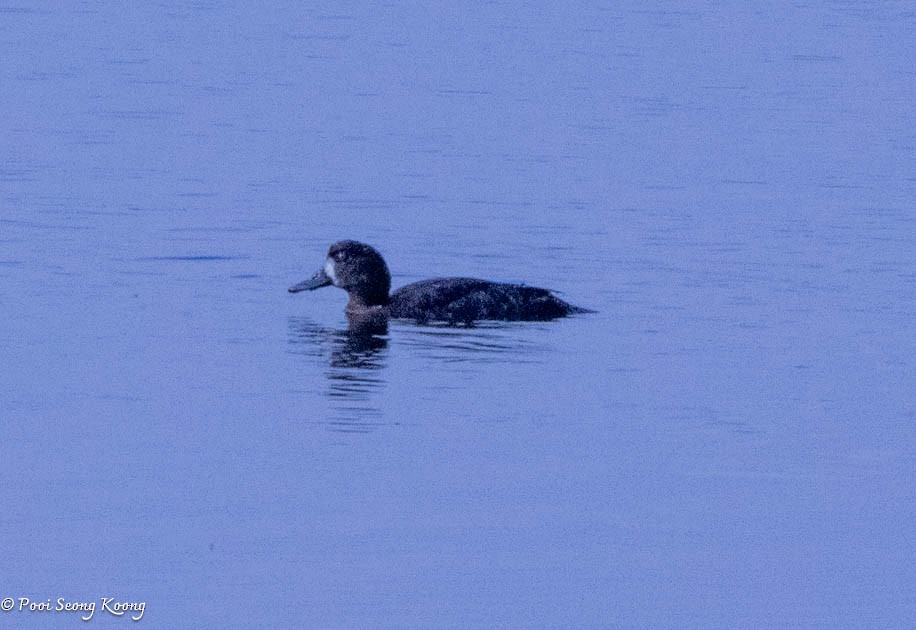 Lesser Scaup - Pooi Seong Koong