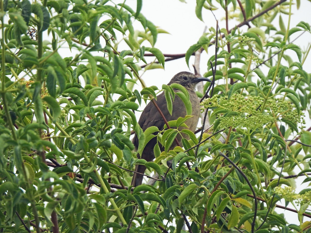 California Thrasher - Layton Pace