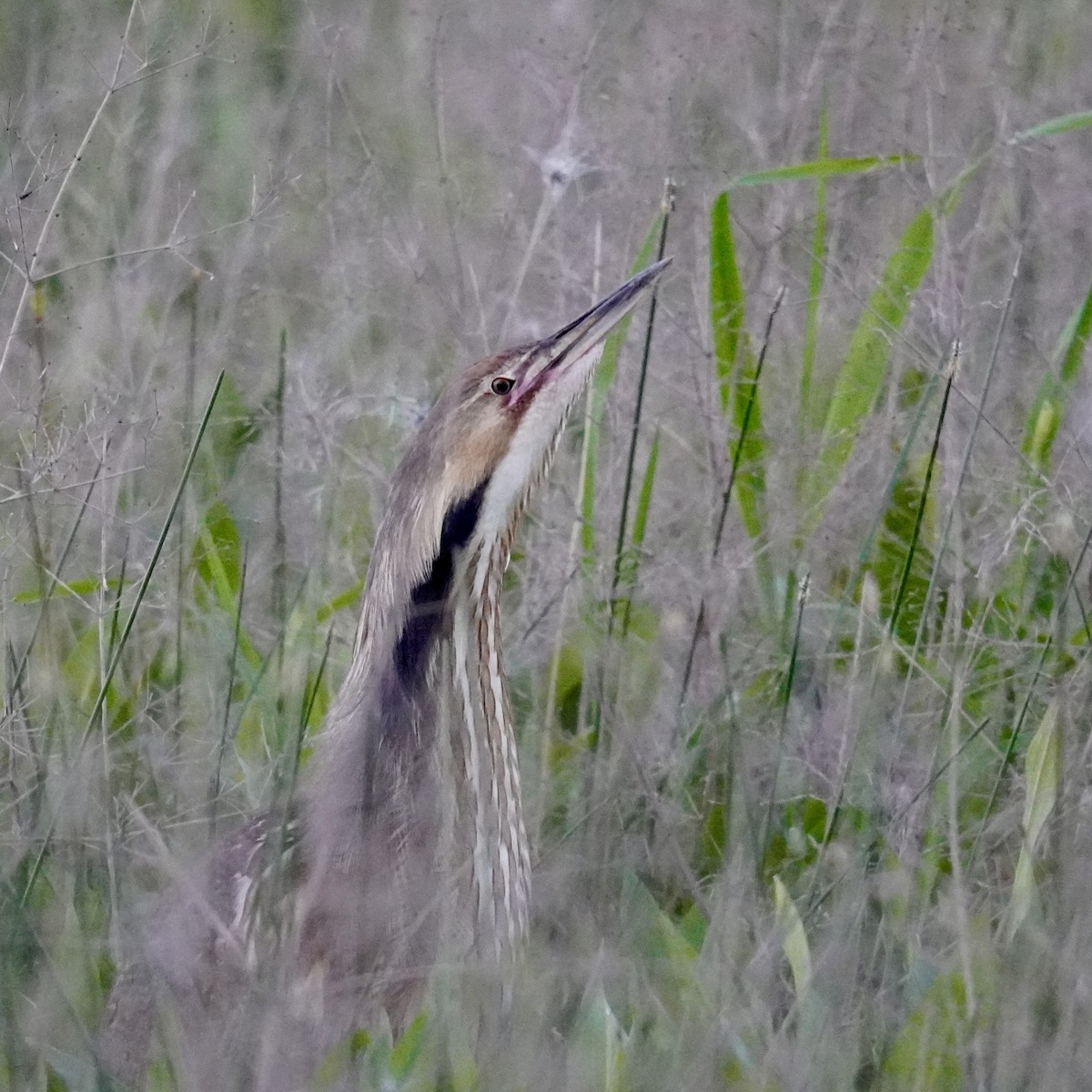 American Bittern - Matthew Mottern