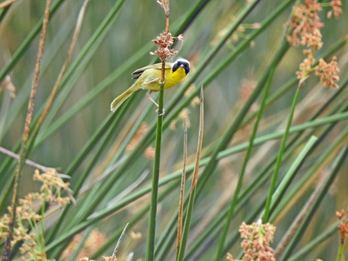 Common Yellowthroat - Layton Pace