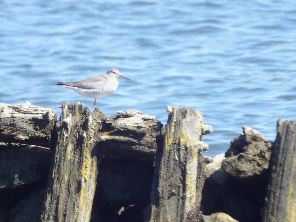 Gray-tailed Tattler - ML619213411