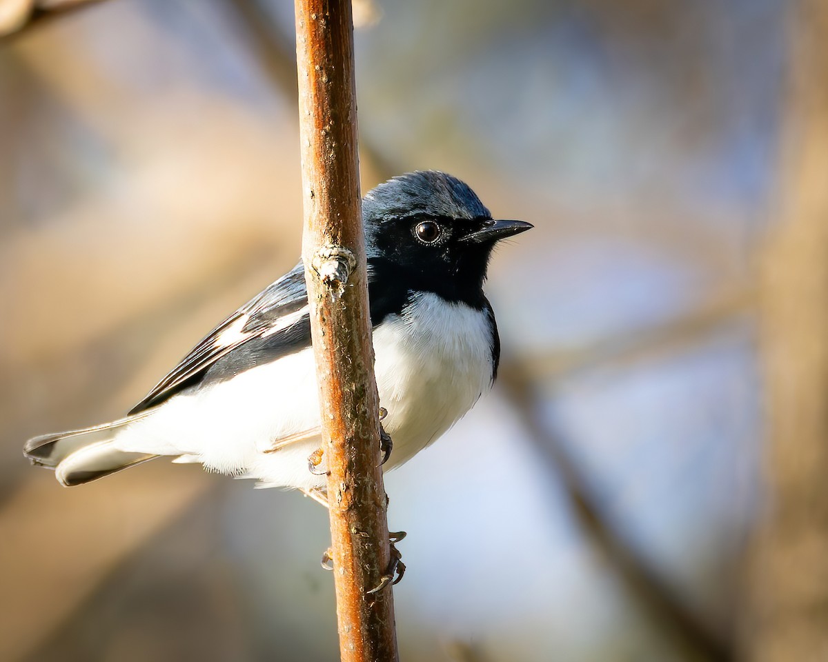 Black-throated Blue Warbler - Mark Sawyer