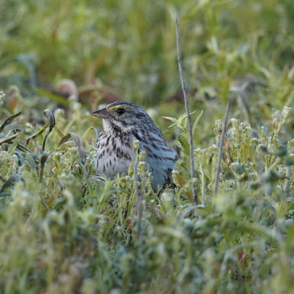 Savannah Sparrow - ML619213413